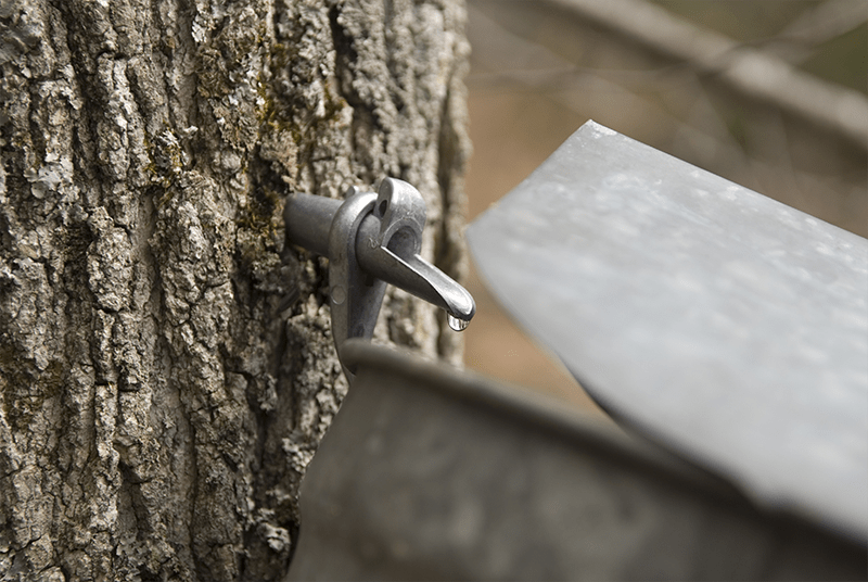 Maple Sap Spigot